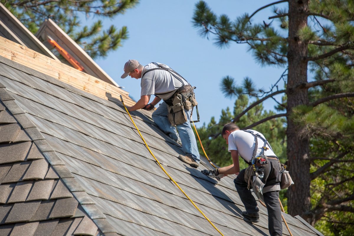 Two roofers in harnesses nailing new shingles on a pitched roof among pines